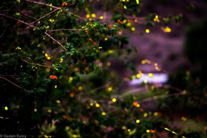 fireflies festival panshet